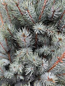 Ель голубая Изели Фастигиата (Iseli Fastigiata)