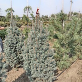 Ель голубая Изели Фастигиата (Iseli Fastigiata)