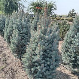 Ель голубая Изели Фастигиата (Iseli Fastigiata)