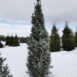 Ель голубая Изели Фастигиата (Iseli Fastigiata)