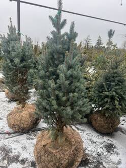 Ель голубая Изели Фастигиата (Iseli Fastigiata)