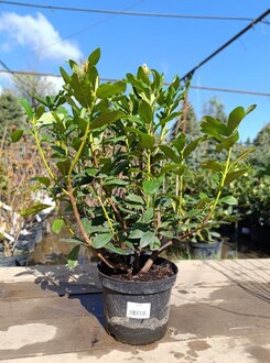 Рододендрон гибридный Каннингемс Вайт (Cunningham's White)