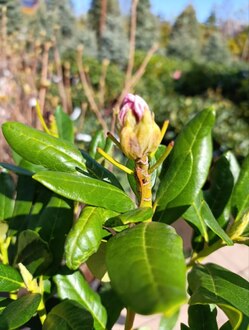 Рододендрон гибридный Каннингемс Вайт (Cunningham's White)