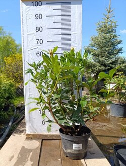 Рододендрон гибридный Каннингемс Вайт (Cunningham's White)