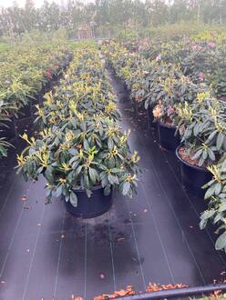 Рододендрон гибридный Каннингемс Вайт (Cunningham's White)