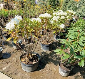 Рододендрон гибридный Каннингемс Вайт (Cunningham's White)