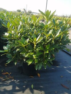 Рододендрон гибридный Каннингемс Вайт (Cunningham's White)