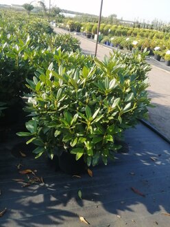 Рододендрон гибридный Каннингемс Вайт (Cunningham's White)