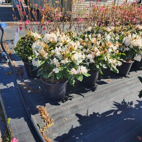 Рододендрон гибридный Каннингемс Вайт (Cunningham's White)