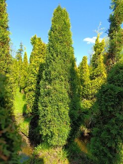 Туя западная Смарагд (Smaragd)