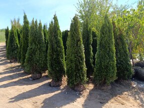 Туя западная Смарагд (Smaragd)