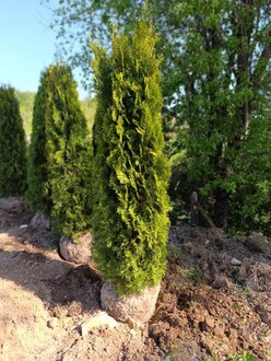 Туя западная Смарагд (Smaragd)