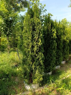 Туя западная Смарагд (Smaragd)