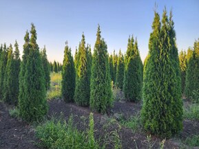 Туя западная Смарагд (Smaragd)