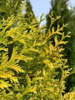 Туя западная Голден Брабант (Golden Brabant)