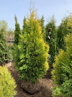Туя западная Голден Брабант (Golden Brabant)