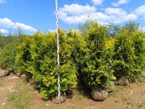 Туя западная Голден Брабант (Golden Brabant)