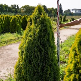 Туя западная Голден Брабант (Golden Brabant)