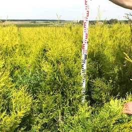 Туя западная Голден Брабант (Golden Brabant)