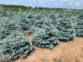 Ель голубая "Glauca Globosa" (Глаука Глобоза)