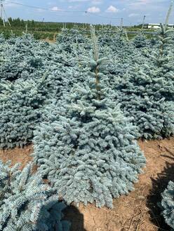 Ель голубая Глаука Глобоза (Glauca Globosa)