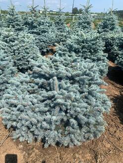 Ель голубая Глаука Глобоза (Glauca Globosa)