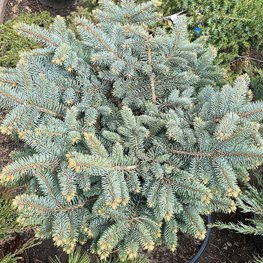Ель голубая Глаука Глобоза (Glauca Globosa)