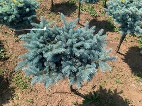 Ель голубая Глаука Глобоза (Glauca Globosa)