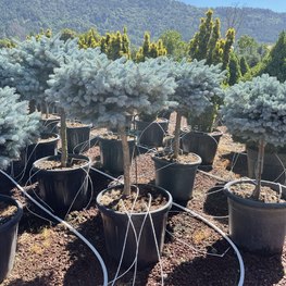 Ель голубая Глаука Глобоза (Glauca Globosa)