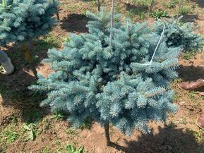 Ель голубая Глаука Глобоза (Glauca Globosa)