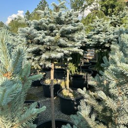 Ель голубая Глаука Глобоза (Glauca Globosa)