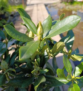 Рододендрон гибридный Нова Зембла (Nova Zembla)