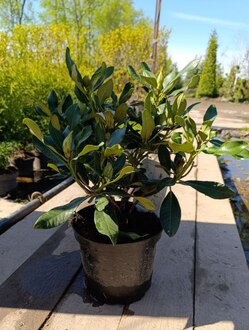 Рододендрон гибридный Нова Зембла (Nova Zembla)