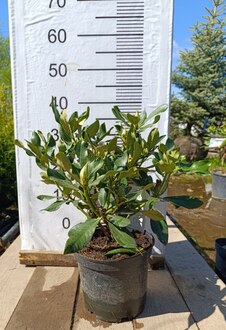 Рододендрон гибридный Нова Зембла (Nova Zembla)