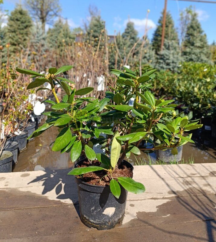 Рододендрон гибридный Розеум Элегантс (Roseum Elegans)