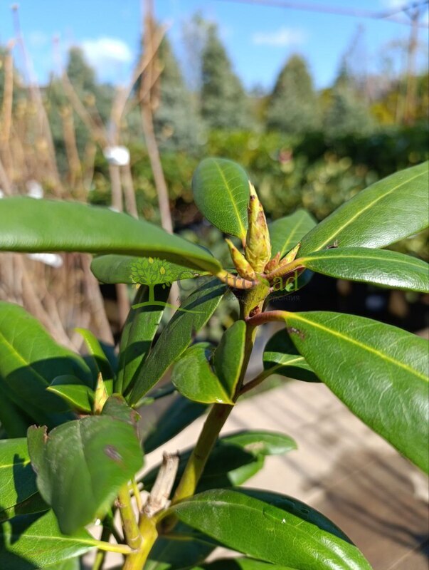 Рододендрон гибридный Розеум Элегантс (Roseum Elegans)
