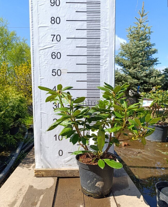 Рододендрон гибридный Розеум Элегантс (Roseum Elegans)