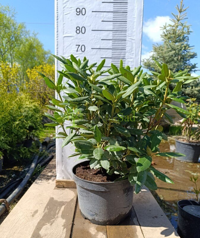 Рододендрон гибридный Розеум Элегантс (Roseum Elegans)