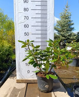 Рододендрон гибридный Розеум Элегантс (Roseum Elegans)