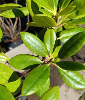 Рододендрон гибридный Катевбинский Грандифлорум (Catawbiense Grandiflorum)