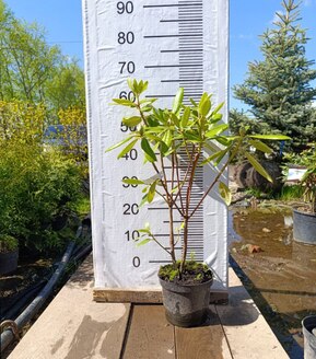 Рододендрон гибридный Катевбинский Грандифлорум (Catawbiense Grandiflorum)