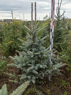 Ель Глаука (Glauca)