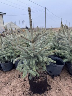 Ель Глаука (Glauca)