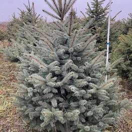 Ель Глаука "Glauca"