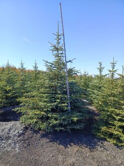 Ель Глаука (Glauca)