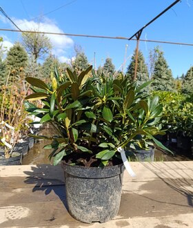 Рододендрон якушиманский Калинка (Kalinka)