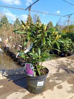 Рододендрон якушиманский Калинка (Kalinka)