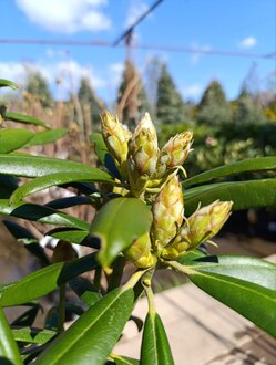 Рододендрон якушиманский Калинка (Kalinka)