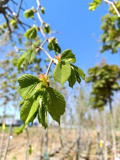 Вяз шершавый Кампердоуни (Camperdownii)