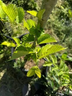 Вяз шершавый Кампердоуни (Camperdownii)